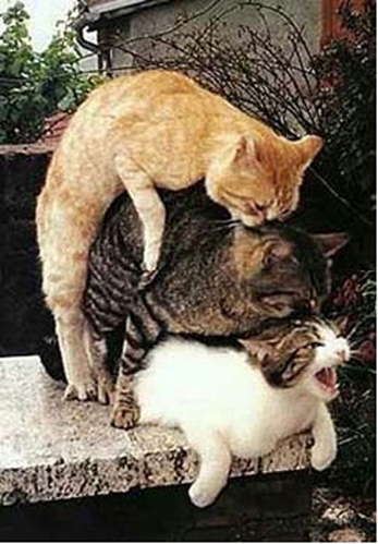 Contact Cats